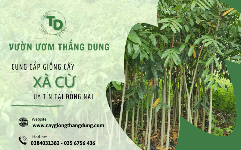 cây xà cừ
