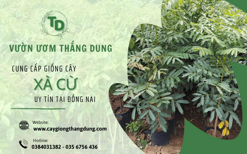 cây xà cừ