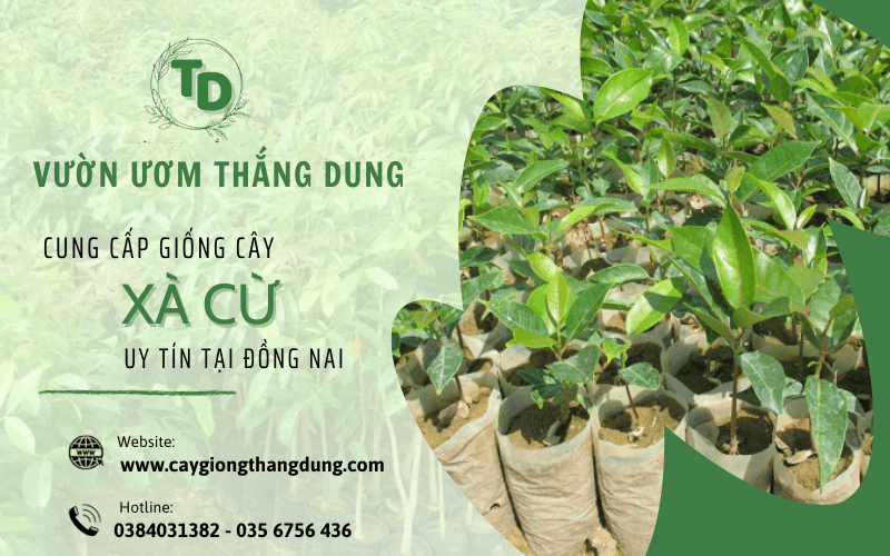 cây xà cừ