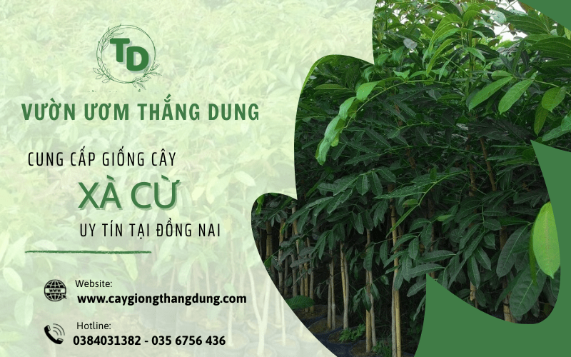 cây xà cừ