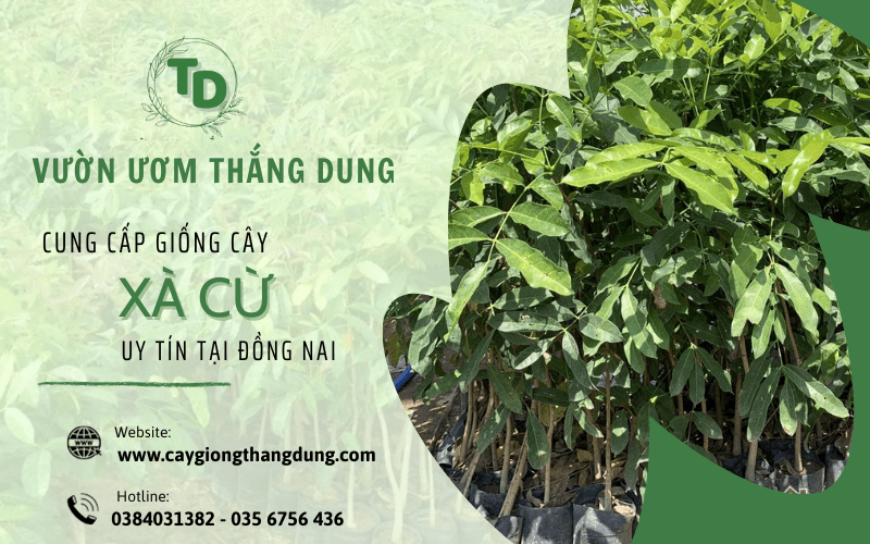 cây xà cừ