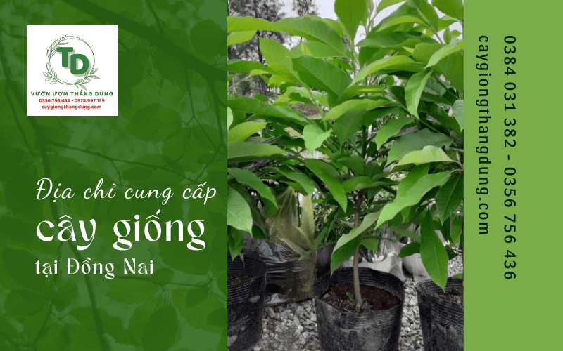 cây giống