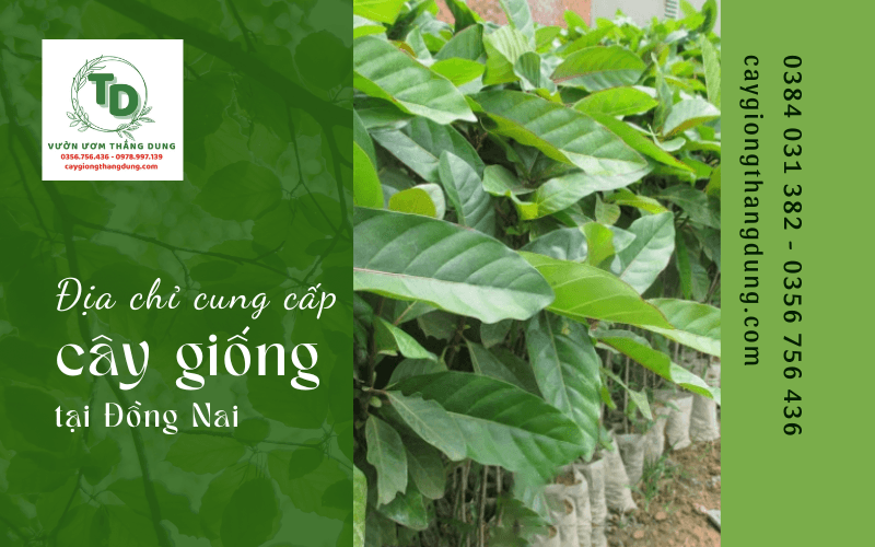 cây giống