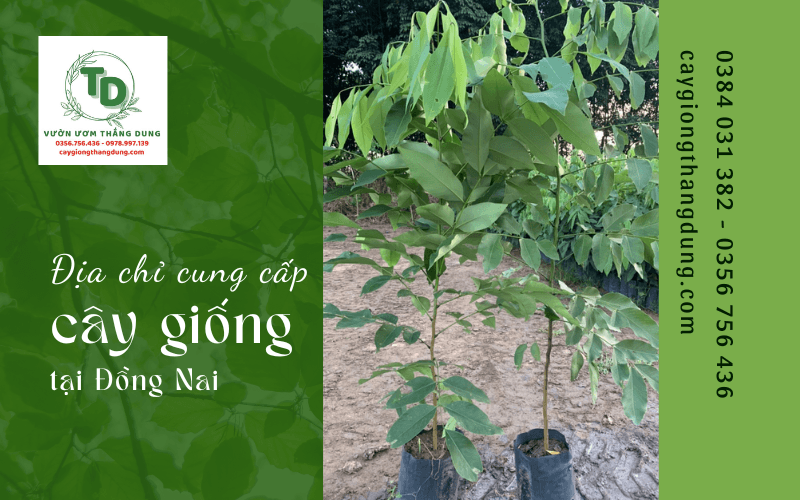 cây giống