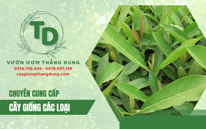 vườn ươm cây giống thắng dung