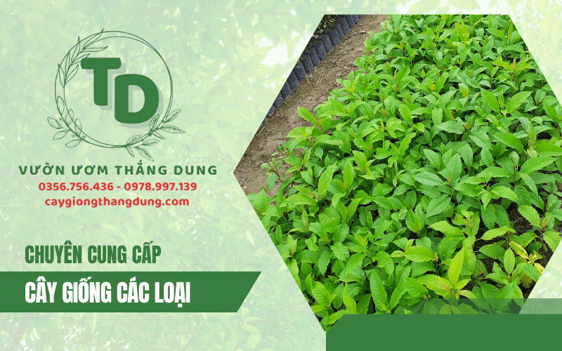 vườn ươm cây giống thắng dung