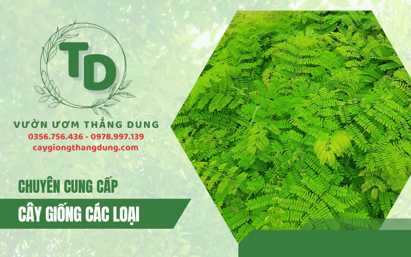 vườn ươm cây giống thắng dung