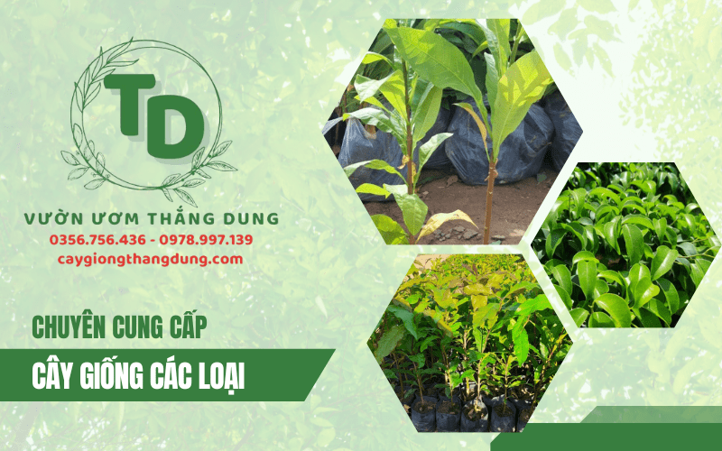 vườn ươm cây giống thắng dung