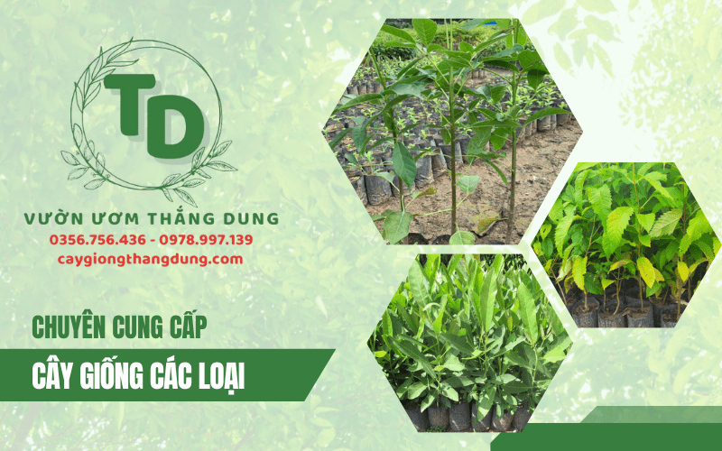 vườn ươm cây giống thắng dung