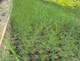 CÂY GIỐNG ĐỒNG NAI GIÁ RẺ – ĐỊA CHỈ CUNG CẤP CÂY GIỐNG CHẤT LƯỢNG, UY TÍN