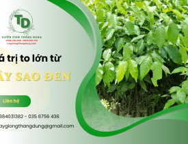 Cây sao đen và những giá trị to lớn mang lại trong đời sống