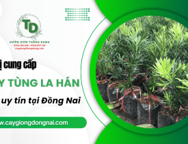 Khám phá đơn vị cung cấp cây Tùng La Hán uy tín tại Đồng Nai