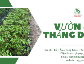 Dịch Vụ Cung Cấp Cây Công Trình Uy Tín Giá Tốt Tại Đồng Nai