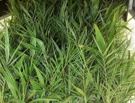 XUẤT LÔ CÂY MỚI CHO KHÁCH | CÂY GIỐNG THẮNG DUNG