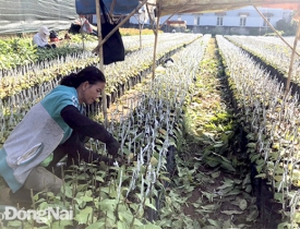 Tăng lợi nhuận nhờ giống mới