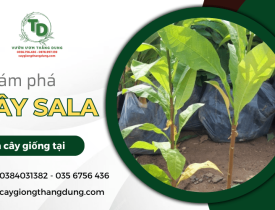Khám phá cây sala, loài cây trồng đang ngày càng được ưa chuộng