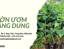 Ở đâu bán cây phong linh hoa vàng giống?