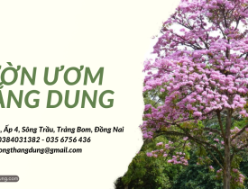 Khám phá đặc điểm của cây kèn hồng 