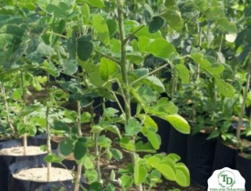 CUNG CẤP CÂY CÔNG TRÌNH TẠI ĐỒNG NAI