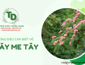 Những điều cần biết về loài cây đa năng - Cây me tây