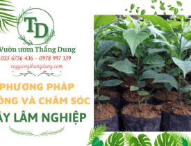 Phương pháp trồng và chăm sóc cây lâm nghiệp hiệu quả
