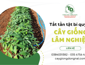 Tất tần tật bí quyết chọn cây lâm nghiệp giống không phải ai cũng biết