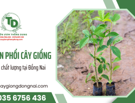 Thắng Dung - Vườn ươm phân phối cây giống giá sỉ, chất lượng tại Đồng Nai