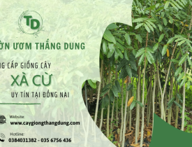 Tìm hiểu về cây xà cừ và địa chỉ cung cấp giống cây xà cừ uy tín tại Đồng Nai