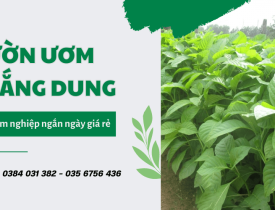 Top 5 cây lâm nghiệp ngắn ngày cho hiệu quả kinh tế cao
