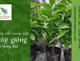 Tư vấn địa chỉ cung cấp cây giống chất lượng, giá rẻ tại Đồng Nai