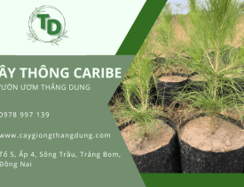 Vườn Ươm Thắng Dung - Địa chỉ cung cấp giống Cây Thông Caribe chất lượng, giá tốt