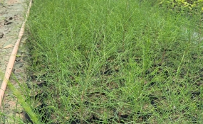 CÂY GIỐNG ĐỒNG NAI GIÁ RẺ – ĐỊA CHỈ CUNG CẤP CÂY GIỐNG CHẤT LƯỢNG, UY TÍN