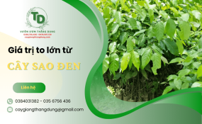 Cây sao đen và những giá trị to lớn mang lại trong đời sống