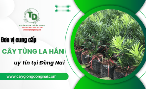 Khám phá đơn vị cung cấp cây Tùng La Hán uy tín tại Đồng Nai