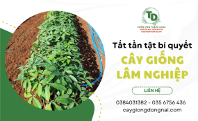 Tất tần tật bí quyết chọn cây lâm nghiệp giống không phải ai cũng biết