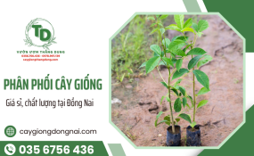 Thắng Dung - Vườn ươm phân phối cây giống giá sỉ, chất lượng tại Đồng Nai
