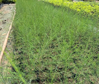 CÂY GIỐNG ĐỒNG NAI GIÁ RẺ – ĐỊA CHỈ CUNG CẤP CÂY GIỐNG CHẤT LƯỢNG, UY TÍN