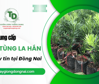Khám phá đơn vị cung cấp cây Tùng La Hán uy tín tại Đồng Nai