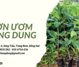 Ở đâu bán cây phong linh hoa vàng giống?