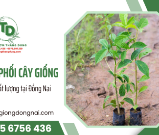 Thắng Dung - Vườn ươm phân phối cây giống giá sỉ, chất lượng tại Đồng Nai