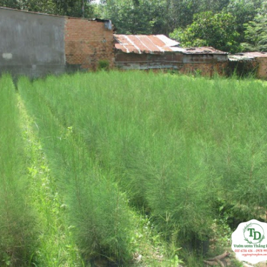 CÂY PHI LAO