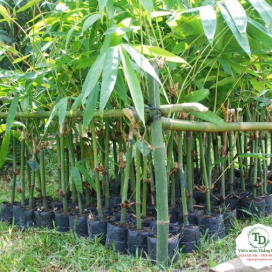 CÂY TRE ĐIỀN TRÚC