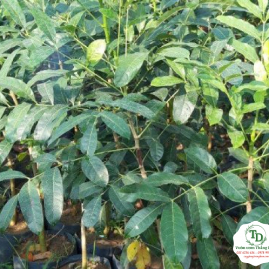 CÂY XÀ CỪ