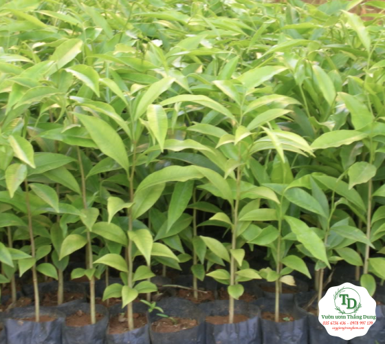 CÂY DÓ BẦU