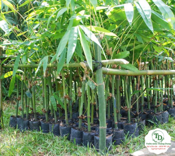 CÂY TRE ĐIỀN TRÚC