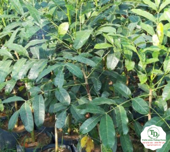 CÂY XÀ CỪ